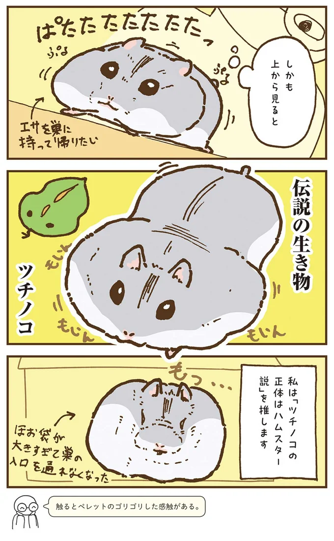 『今日もハムスターから目が離せない！』より