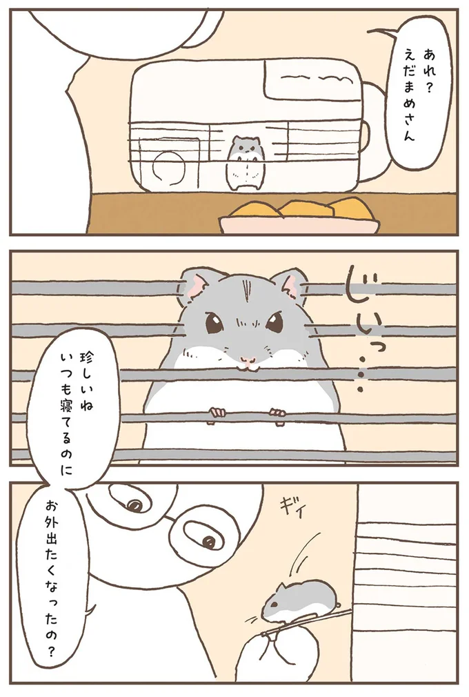 『今日もハムスターから目が離せない！』より