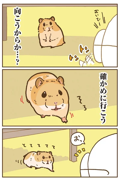 『今日もハムスターから目が離せない！』より