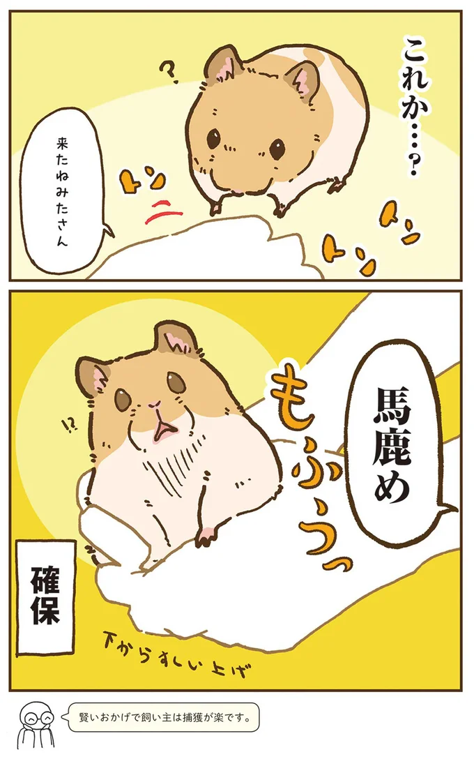 『今日もハムスターから目が離せない！』より