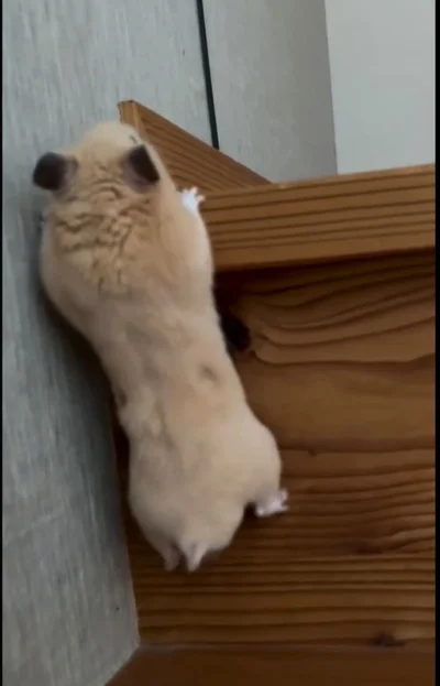 うんしょ、うんしょ…▶完全制覇なるか…！？（⇒次へ）