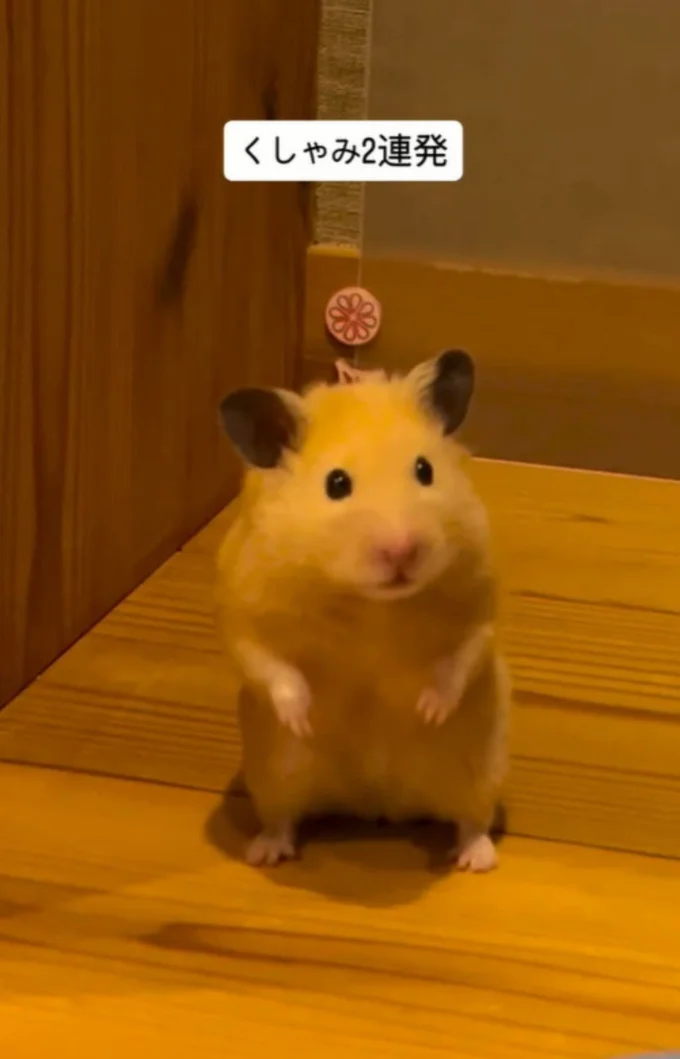 鼻をひくひくさせている▶くしゃみが…!(⇒次へ)