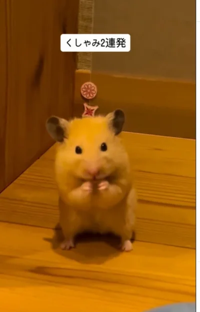 手をあててお上品に「くしゅん」▶家が消えた！？（⇒次へ）