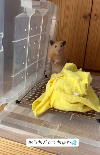 ケージの掃除をしてもらった日▶お散歩から戻ってきたら…（⇒次へ）