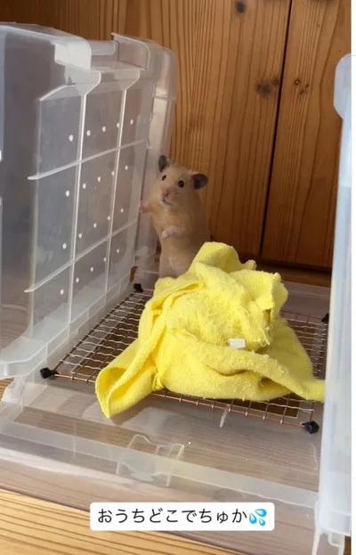 家が消えていて動揺▶キョロキョロ探すも…（⇒次へ）