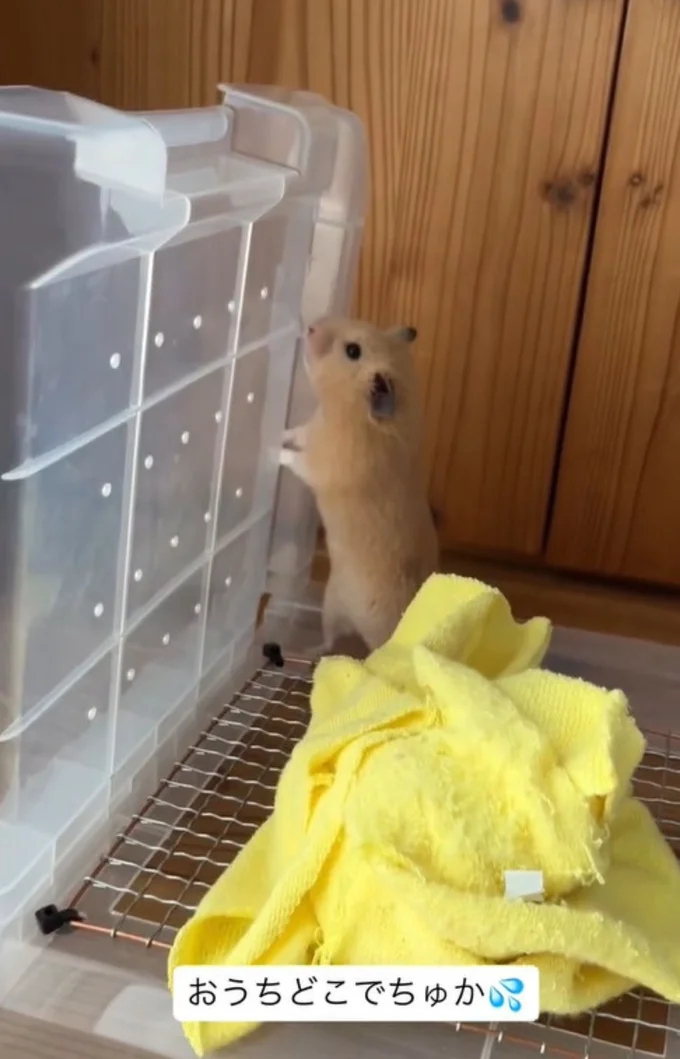 「やっぱりない…」▶どこでも寝れます(⇒次へ)