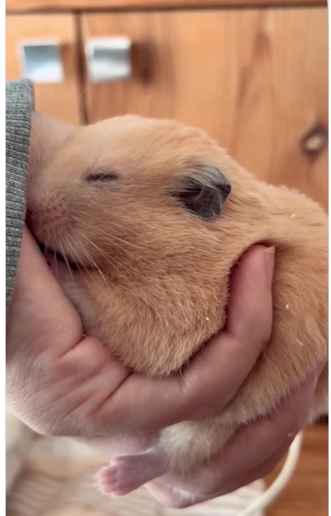 飼い主さんの手の中でスヤスヤ…▶別の日には…(⇒次へ)