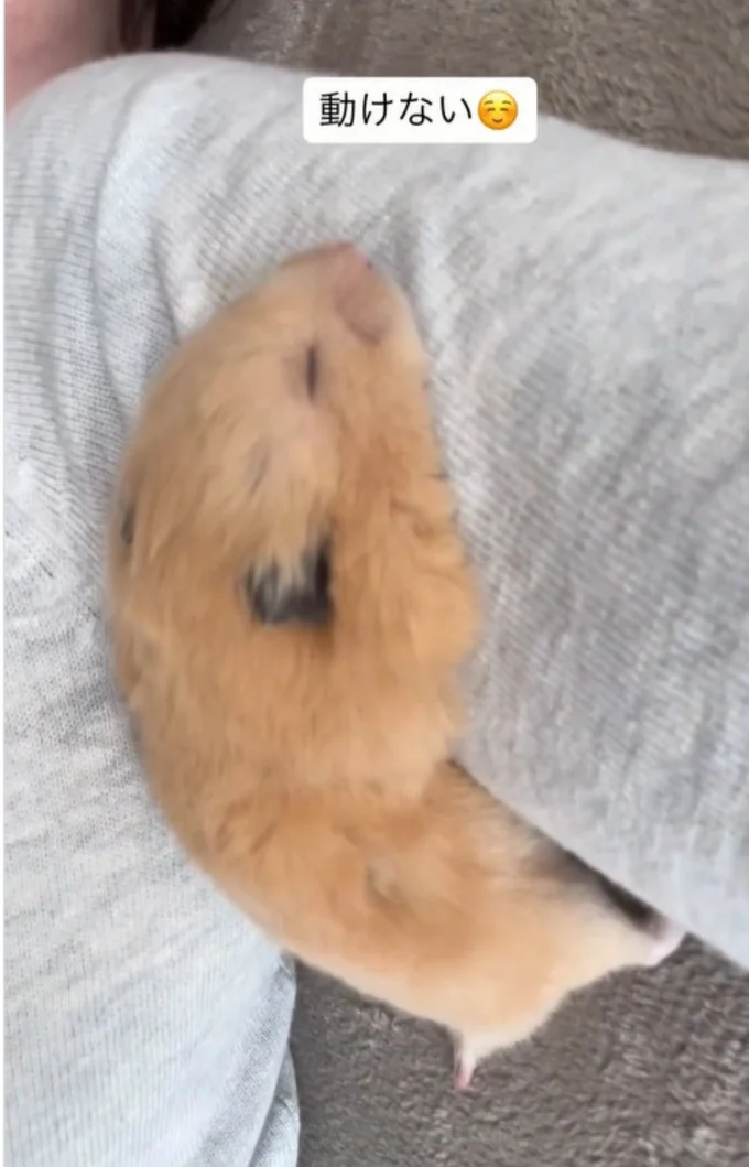 飼い主さんの腕枕でスヤスヤ…▶可愛いけど…(⇒次へ)