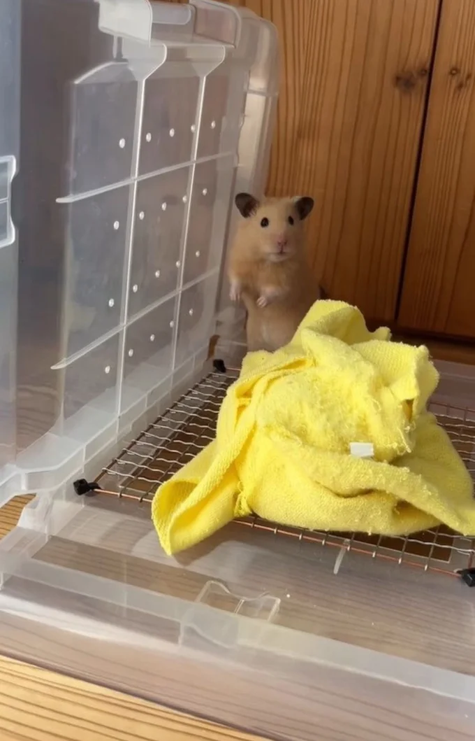突然家がなくなったハムスター（⇒次へ）