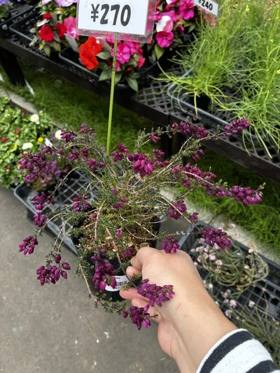 奇跡の出会い▶この可愛らしいお花は投稿者さんにとって特別なお花なのです（⇒次へ）