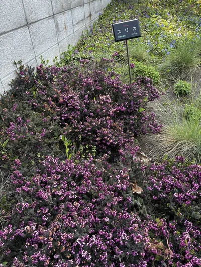 自転車で走っているとエリカの植栽を発見！▶可愛らしさと大人っぽさが同居する花の魅力（⇒次へ）