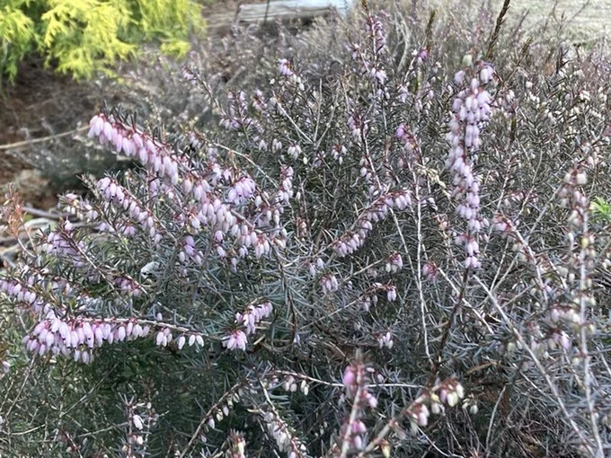 すうりさんが挿し木をして元気に活着したエリカ(薄ピンク)▶北海道では4月に薄ピンク、5月に濃いピンクが咲くそうです(⇒次へ)