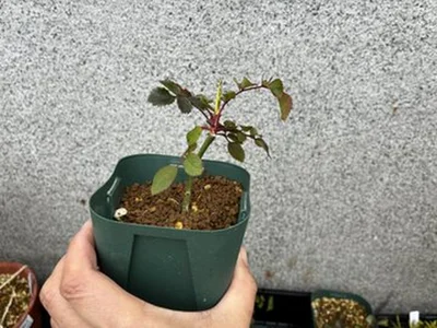 枝垂れる一重のバラ「ゾンマーアーベント」の挿し木▶こんなに綺麗な花が咲きます！（⇒次へ）