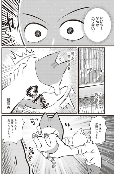  「レオとシロウのドタバタ猫日記」より