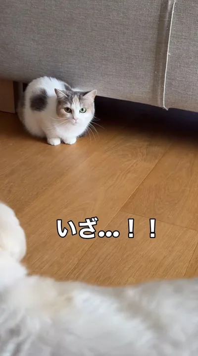 そんな場所まで来る！？飼い主が好きすぎる猫のまさかの行動に2.1万いいね