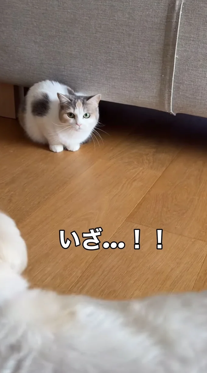 犬VS猫ちゃん（⇒次へ）