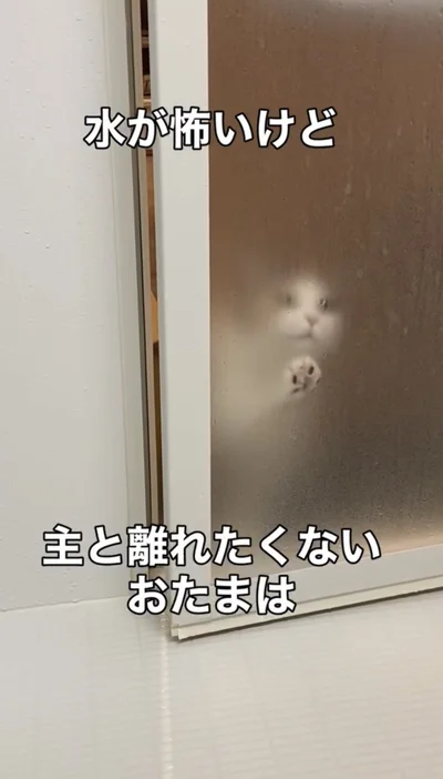 小さな影がうっすら▶扉を少し開けると…（⇒次へ）