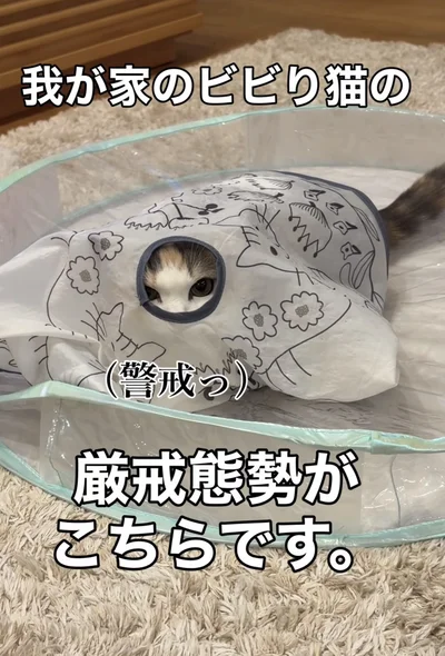 隠れてるつもり▶だんだん…（⇒次へ）