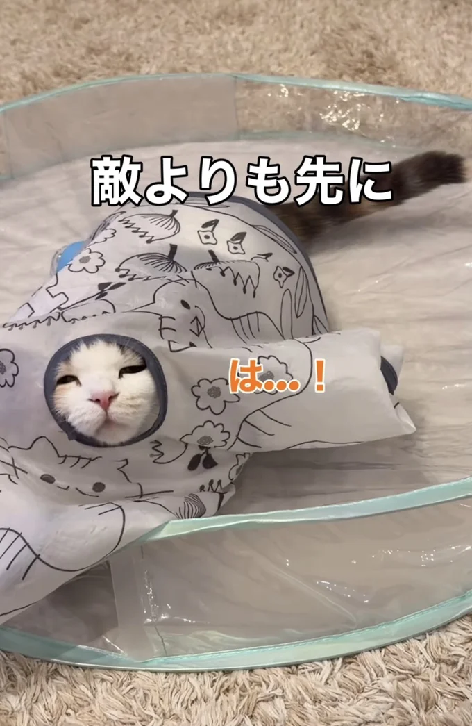 睡魔に負けてしまった▶ワンちゃんが遊びに来た日（⇒次へ）