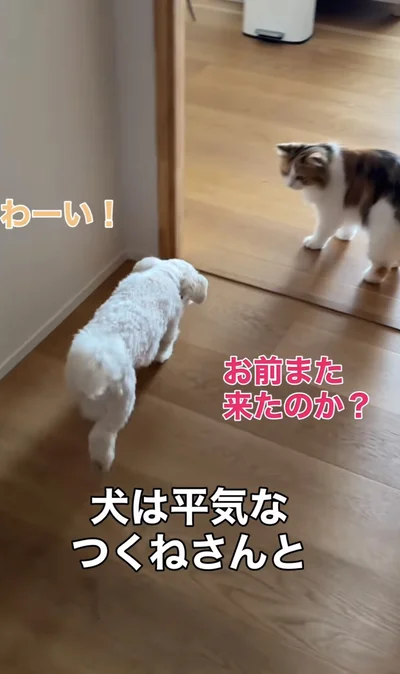 姉猫「つくねちゃん」は平気なよう▶対して…（⇒次へ）