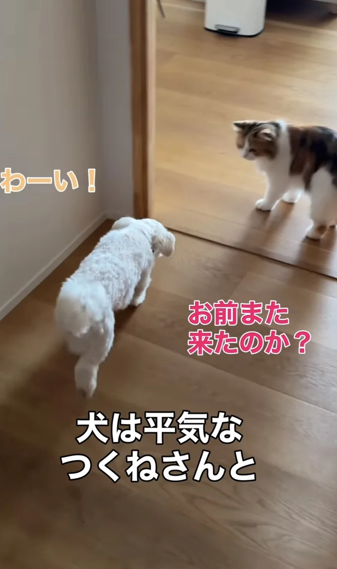 姉猫「つくねちゃん」は平気なよう▶対して…（⇒次へ）