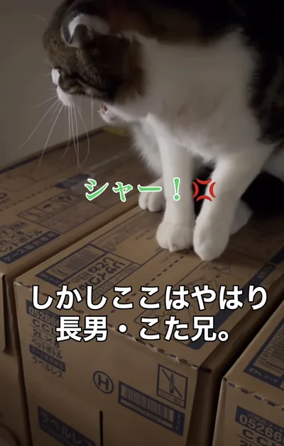 空振りに終わる▶ついにしらたまちゃんの番（⇒次へ）