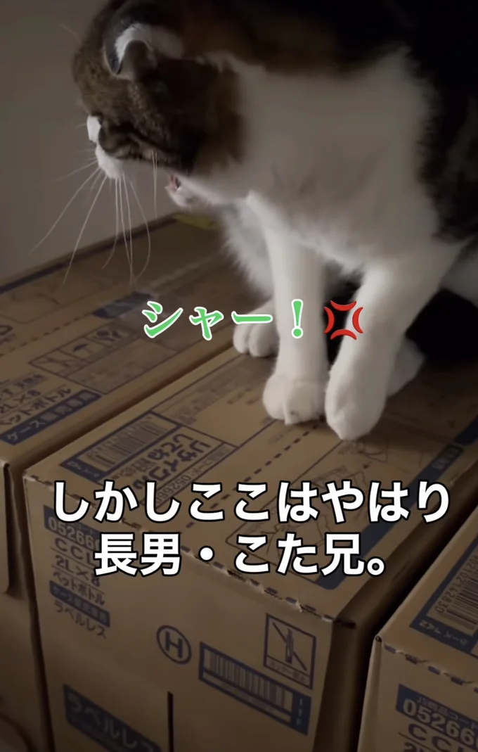 空振りに終わる▶ついにしらたまちゃんの番（⇒次へ）