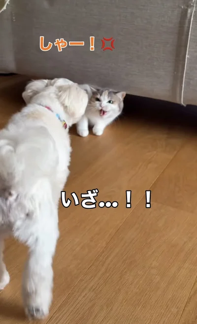 ずんずん迫るワンちゃん▶しらたまちゃんは…（⇒次へ）