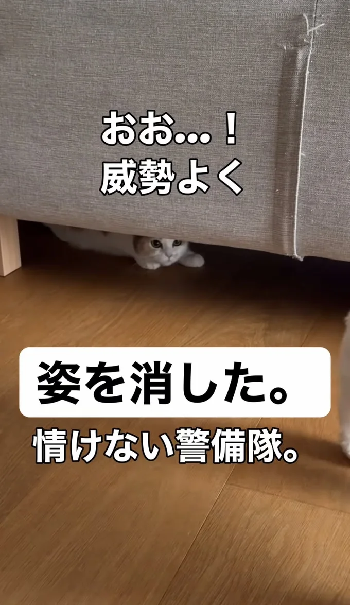 ソファの下に消えた▶（次画像から猫がいると毎日楽しい！ 「猫あるある」が満載の『レオとシロウのドタバタ猫日記6』が読めます）