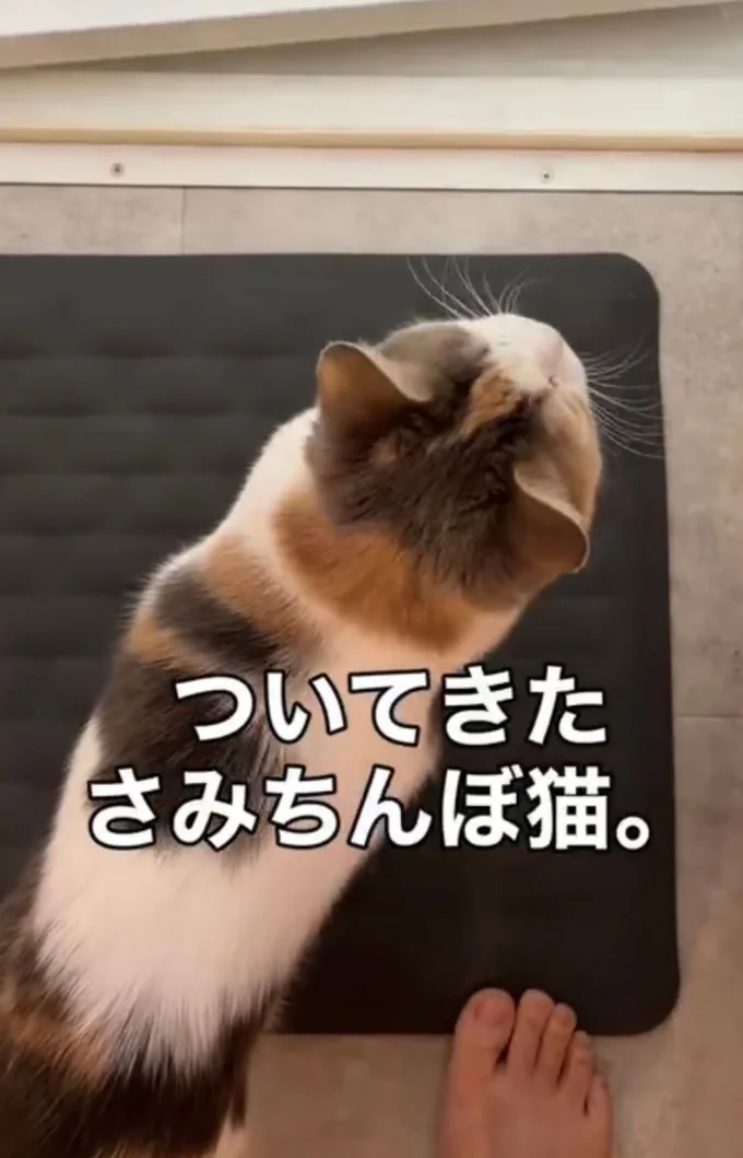  浴室までついてくる（⇒次へ）