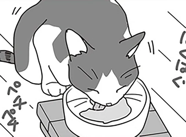 愛猫の口内ガンが判明。少しでも食べられるように工夫したこと／世界一幸せな飼い主にしてくれた猫（8）
