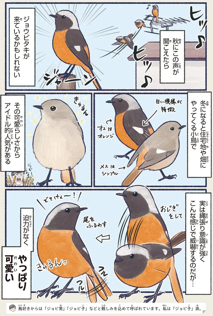 『意外と知らない鳥の生活』より