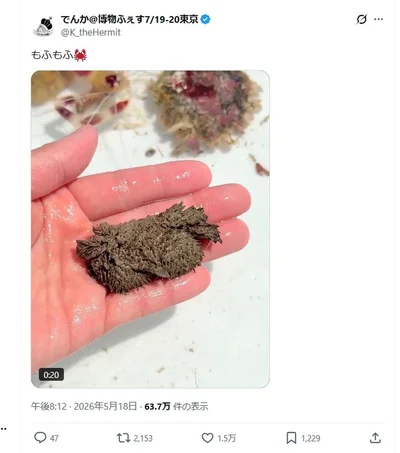 話題を呼んだ「もふもふ」と投稿されたポストです▶このもふもふは何でしょうか（⇒次へ）