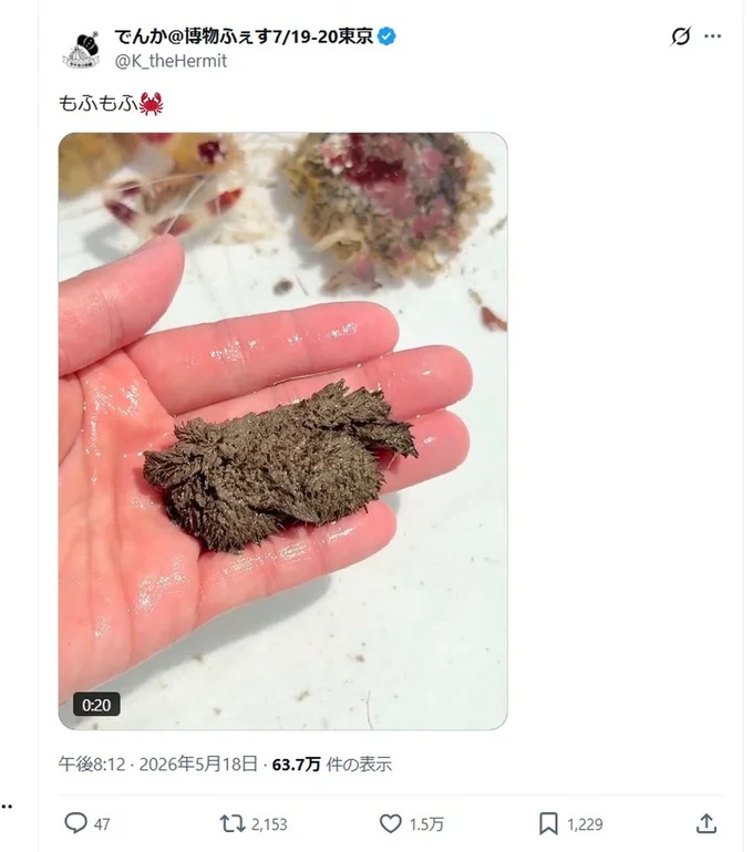 話題を呼んだ「もふもふ」と投稿されたポストです▶このもふもふは何でしょうか（⇒次へ）