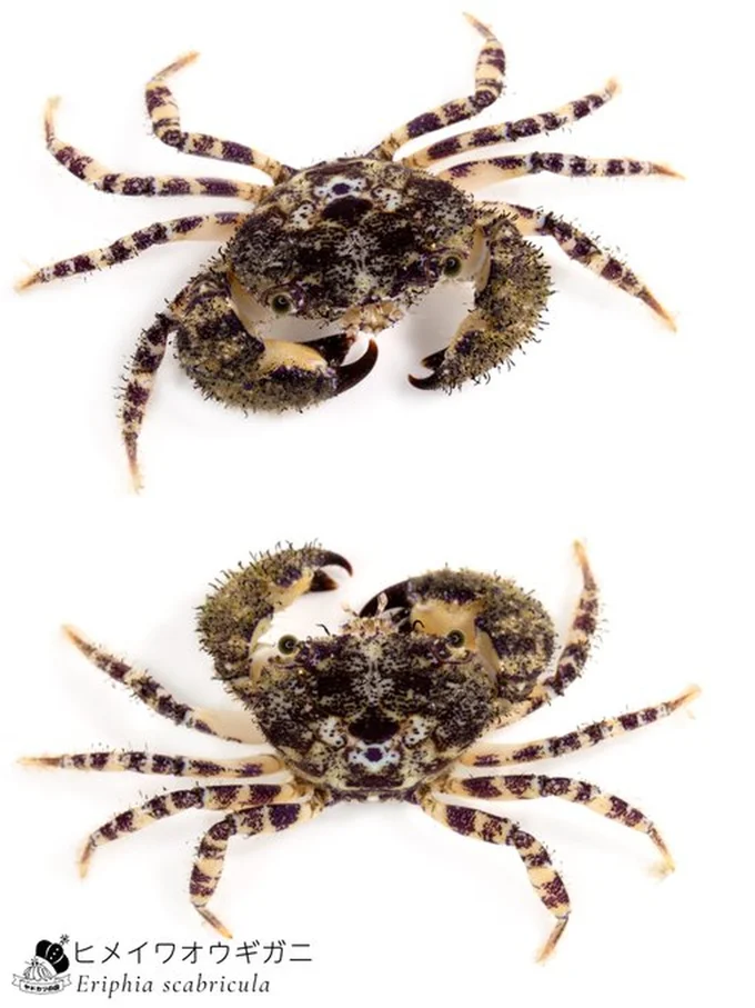 ヒメイワオウギガニ▶めずらしい生き物が多数投稿されています（⇒次へ）