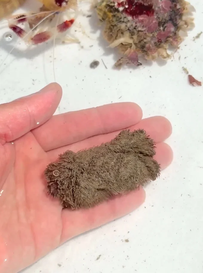 水の中に入れてみました▶様子が一変！（⇒次へ）