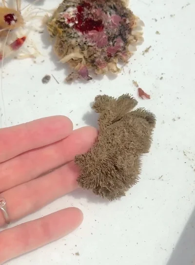 動き出しました！▶生き物だったの！？（⇒次へ）
