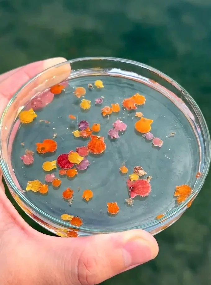 カラフルでちいさな貝！かわいい！▶ときどき泳ぐ様子も見られます（⇒次へ）
