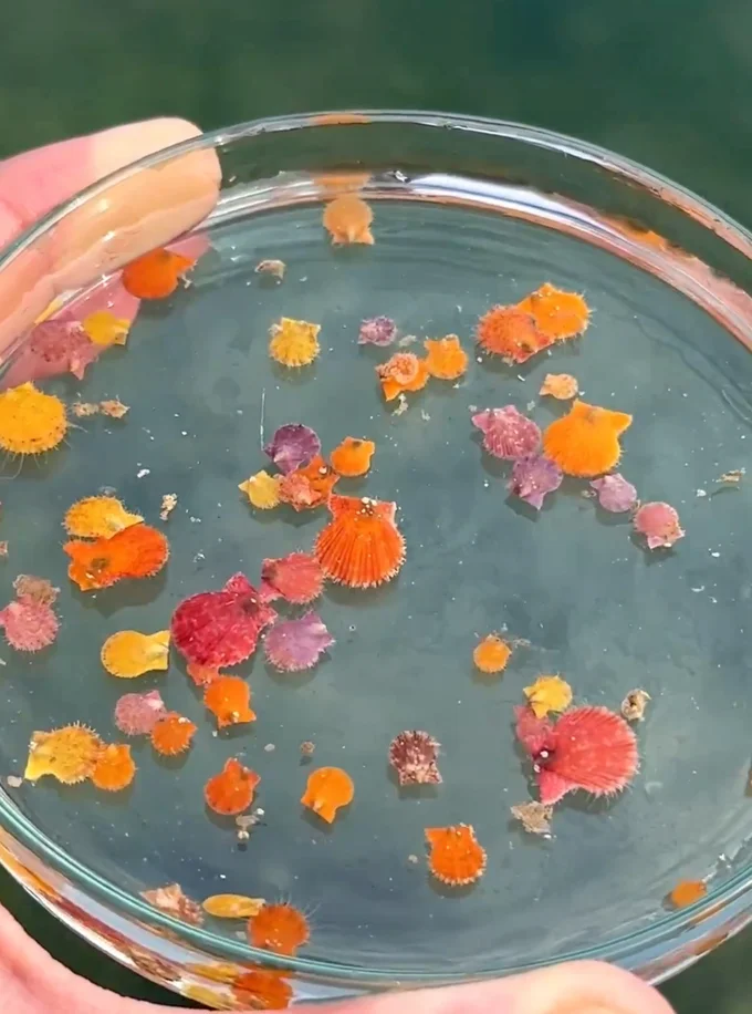 ヒオウギガイ▶でんかさんが採集した生き物が展示中！（⇒次へ）