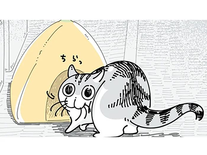 あげたのに全然使ってくれなかったネコ用ベッド。押入れから出したらなんと！