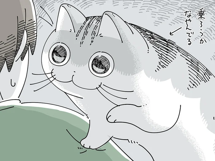 乗ろうか、乗るまいか。飼い主の肩に乗ろうとして悩んでいるネコ