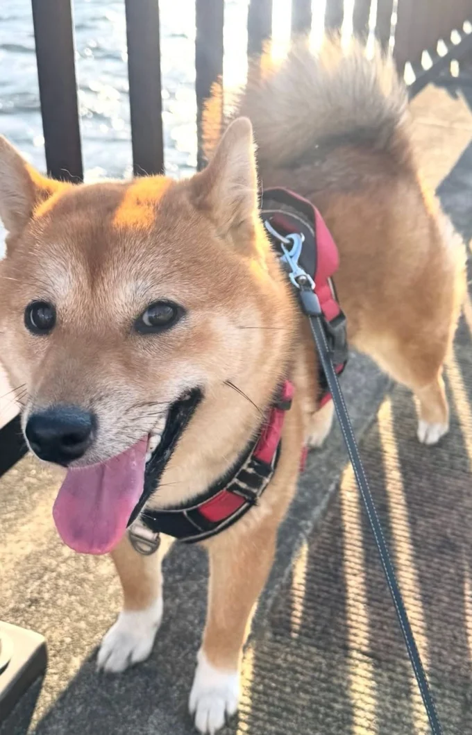 予想外の表情を見せた柴犬・つくねちゃん（⇒次へ）