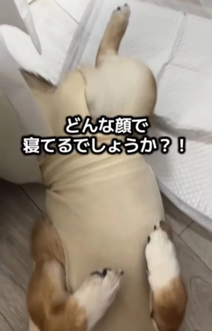 仰向けで寝転がる「つくねちゃん」（⇒次へ）