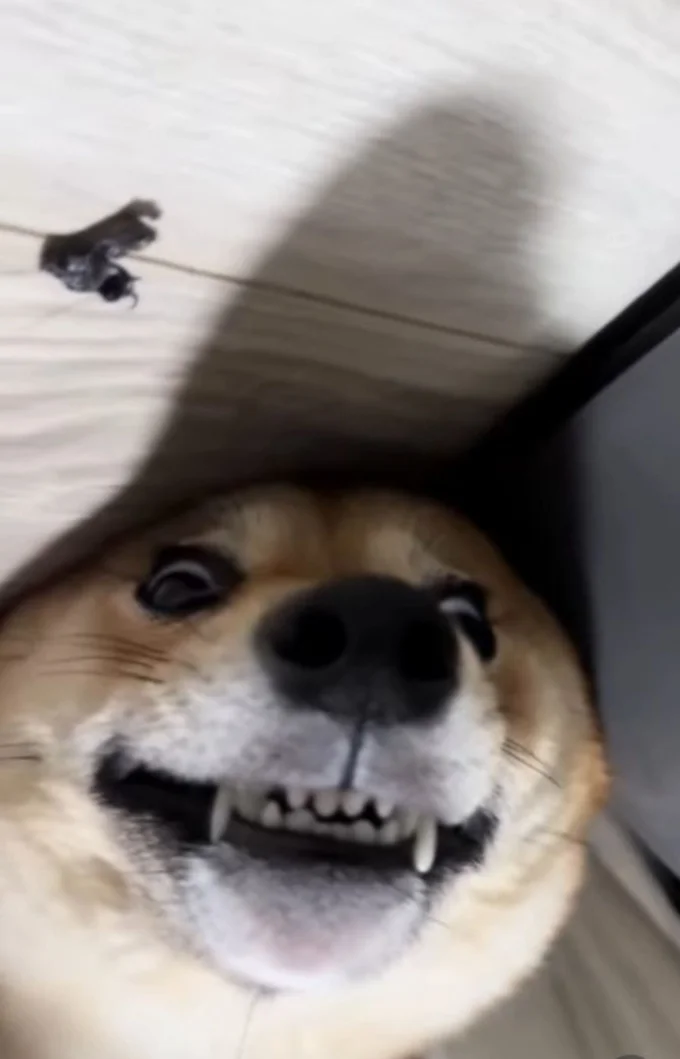 目を見開いて起きてた！！▶つくねちゃんの日常（⇒次へ）