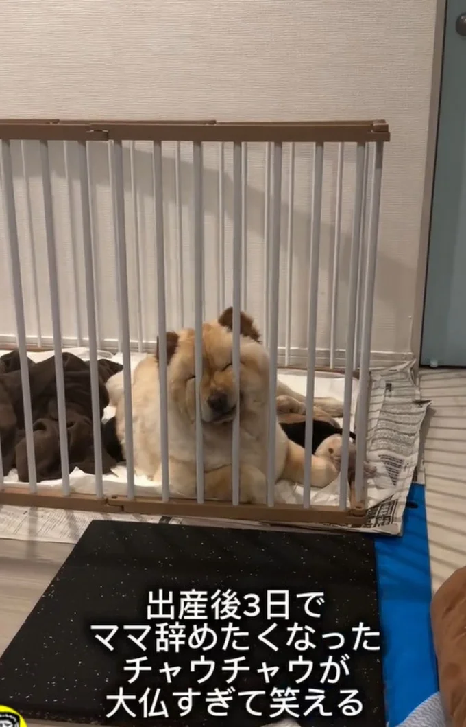 育児疲れの「ブーちゃん」（⇒次へ）