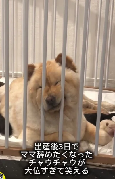 ケージの隙間に鼻を突っ込んでいる▶「疲れたの？」と声をかけられるも…（⇒次へ）