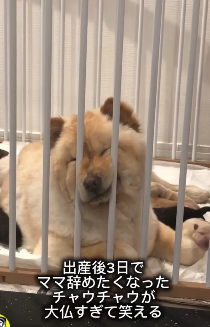 ケージの隙間に鼻を突っ込んでいる▶「疲れたの？」と声をかけられるも…（⇒次へ）
