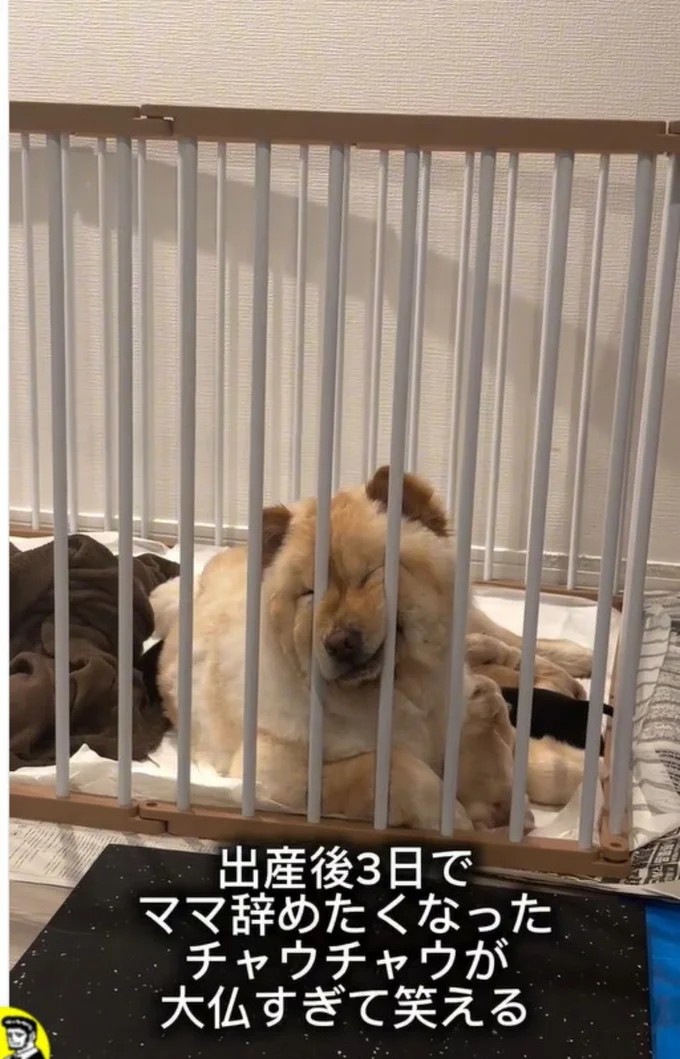 ピクリとも反応しない▶別の日には…（⇒次へ）