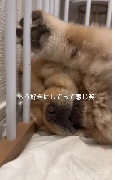 ケージに手をかけ「お手上げ」状態▶お腹の下には…（⇒次へ）