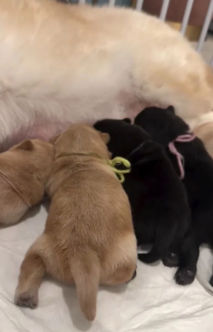 子犬たちの姿▶5匹の子犬たちの日常（⇒次へ）